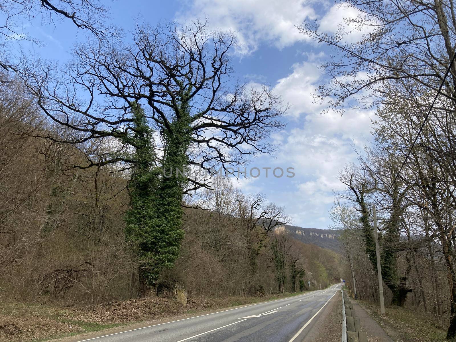 Large flowering tree in mountainous terrain. Fabulously beautiful tree blooms on hilly area in springtime. by epidemiks