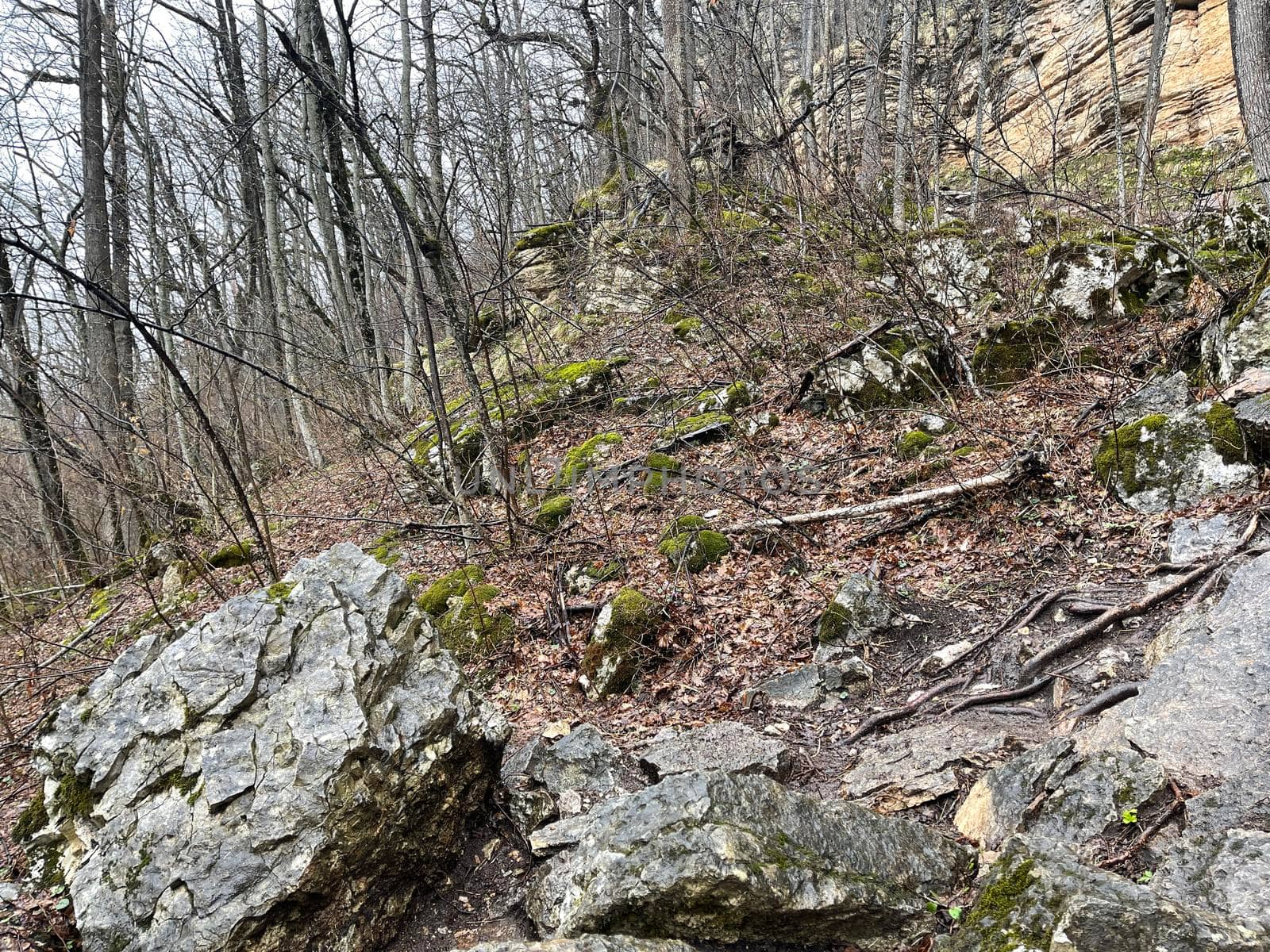 Forest landscape in mountainous terrain. Close up of tree trunks on high ground in springtime. by epidemiks