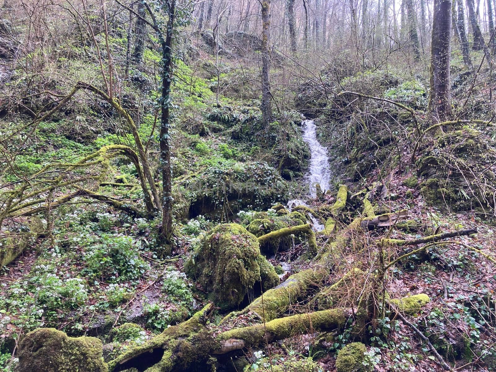 Small rapid stream flowing on rocks. Mountain clean waterway flowing down through mountainous terrain in wood