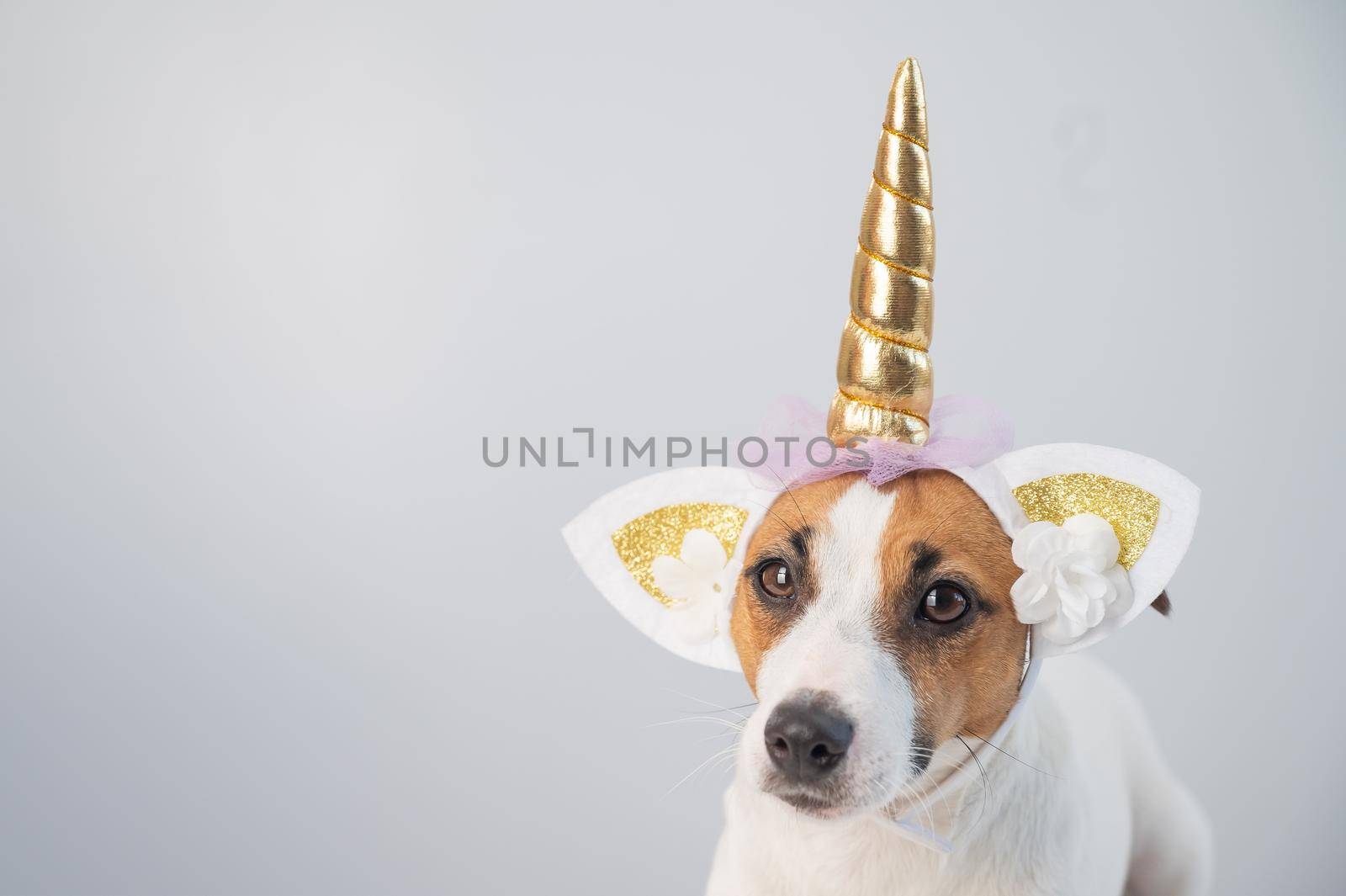 Cute jack russell terrier dog in unicorn headband on white background. Copy space by mrwed54