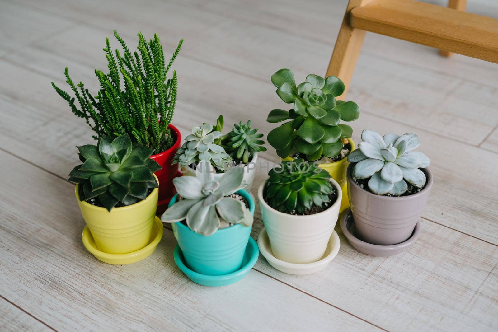 Lots of houseplants in ceramic multi-colored pots. Succulents of colored pots stand on the floor.