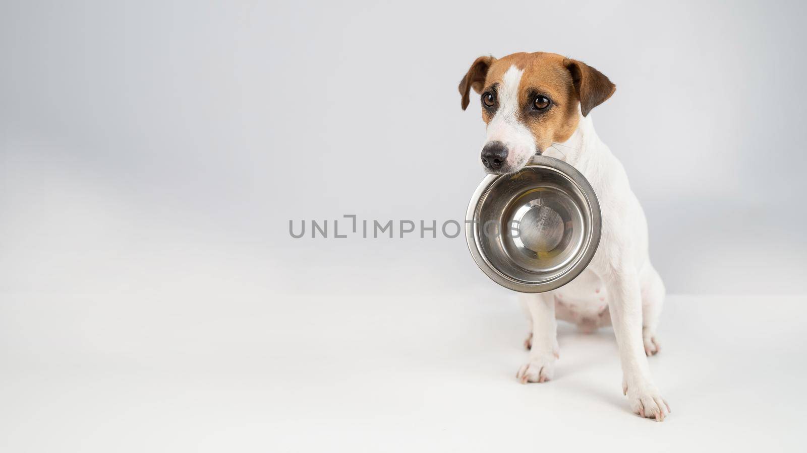 Hungry jack russell terrier holding an empty bowl on a white background. The dog asks for food. by mrwed54