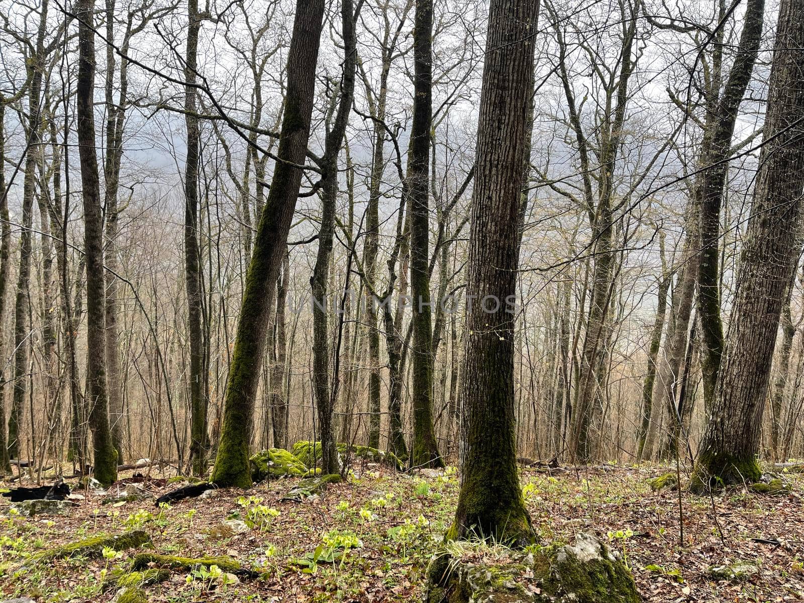 Forest landscape in mountainous terrain. Close up of tree trunks on high ground in springtime