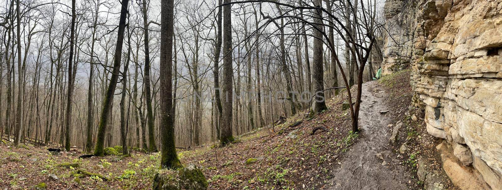 Forest landscape in mountainous terrain. Close up of tree trunks on high ground in springtime