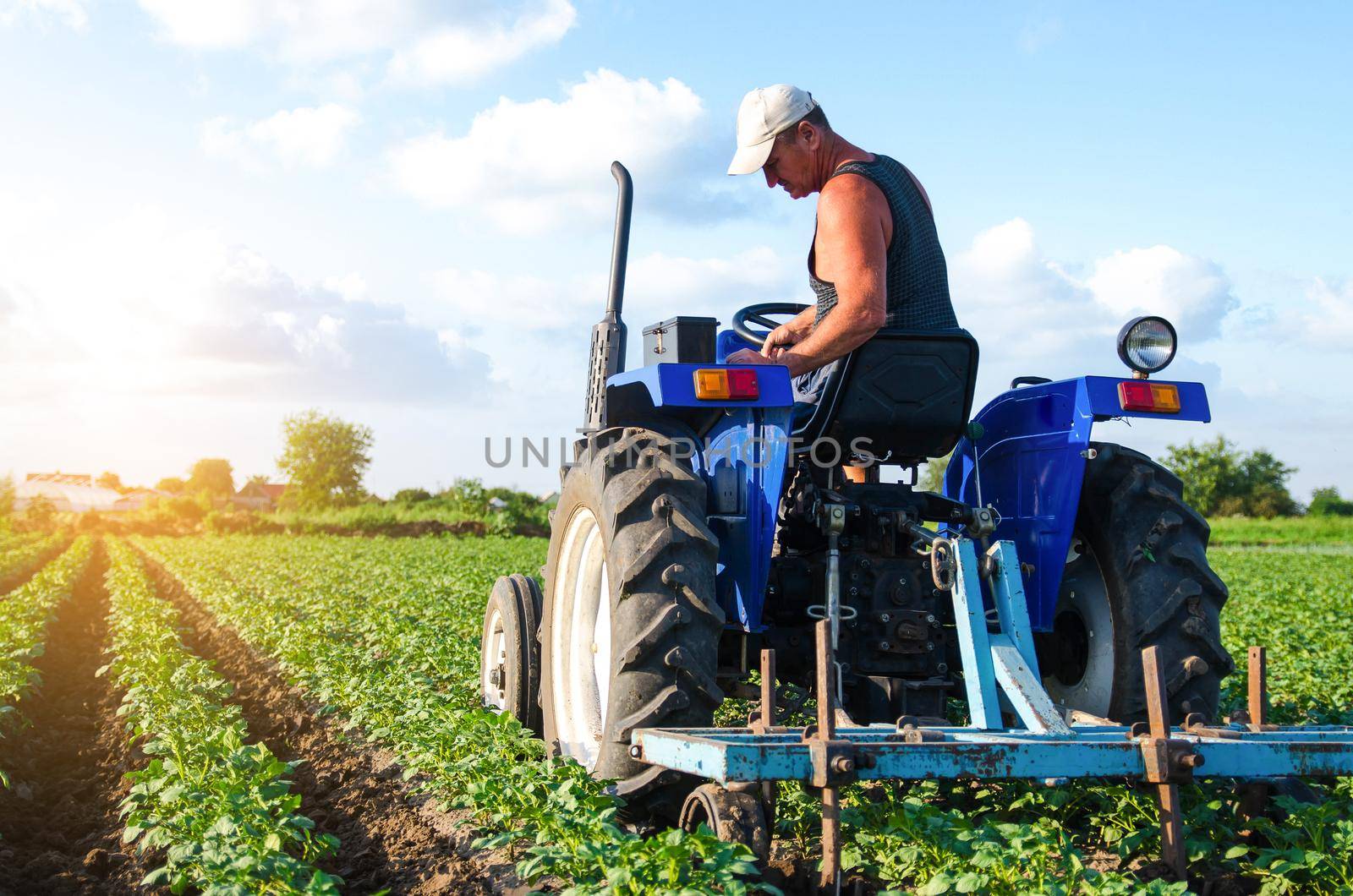 A farmer on a tractor works in the field. A farm worker tills the soil on a plantation. Farm machinery. Crop care. Plowing and loosening ground. Agroindustry and agribusiness. Farming landscape