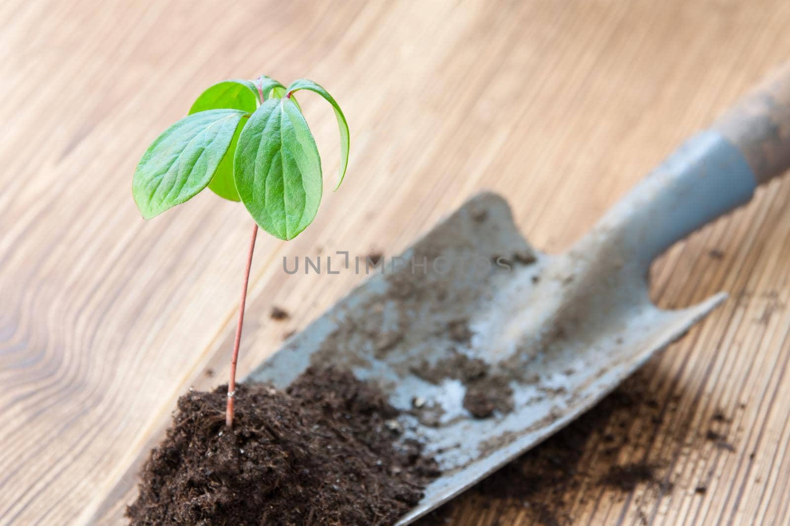 Transplantation of young green sprout by garden shovel in springtime on brown background