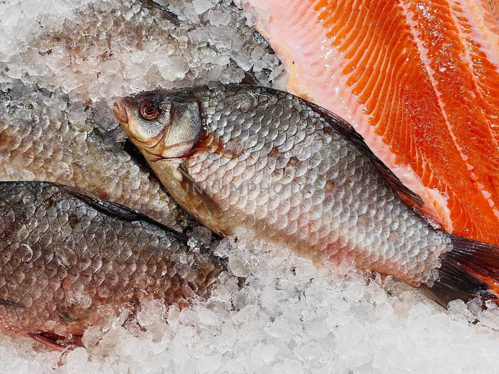 Close up of fresh raw fish in pieces of ice. Chilled fish lying on counter of supermarket with crushed transparent ice