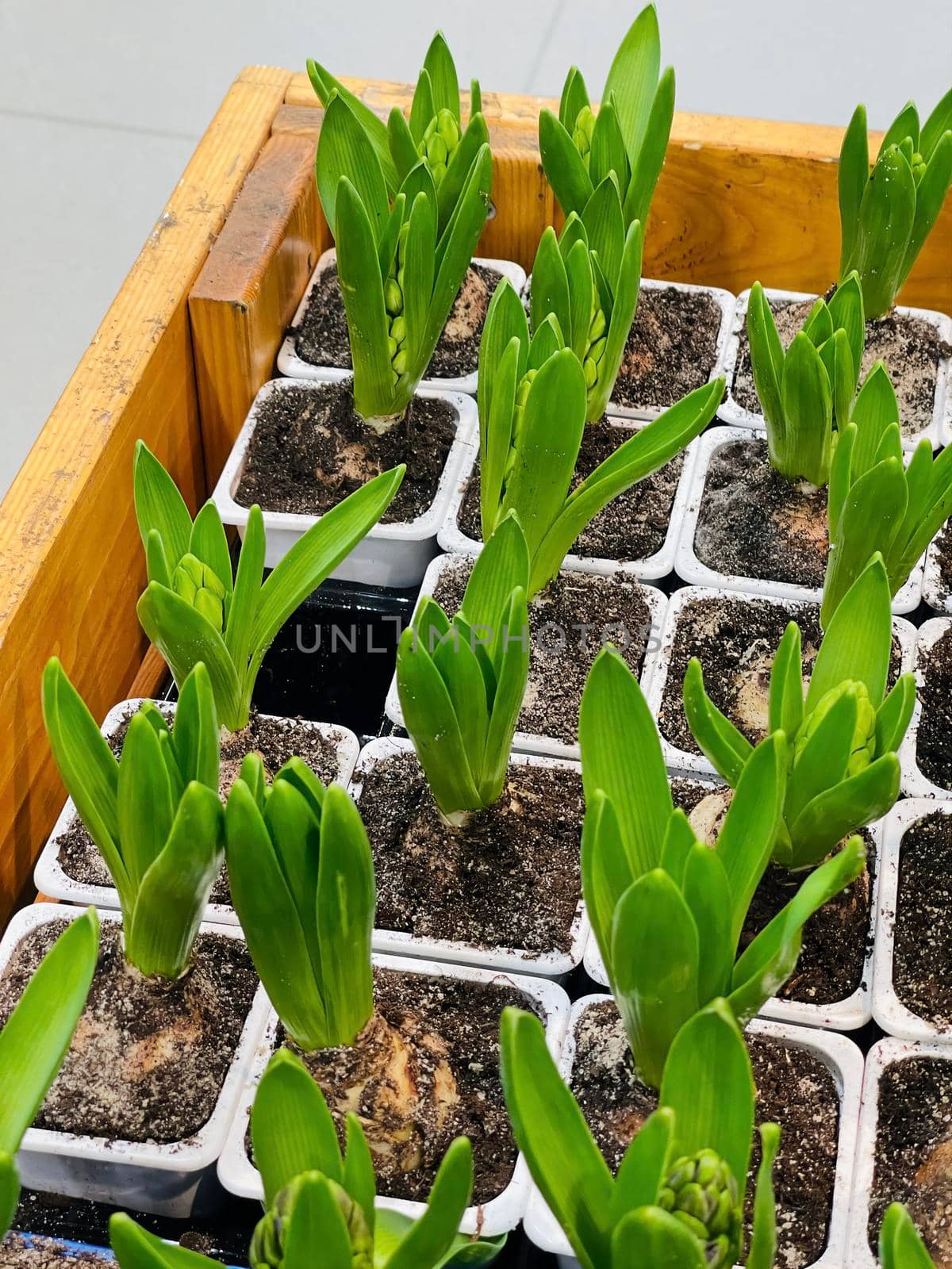 Close up of seedlings in small containers. Hyacinth saplings in plastic trays. Concept of gardening