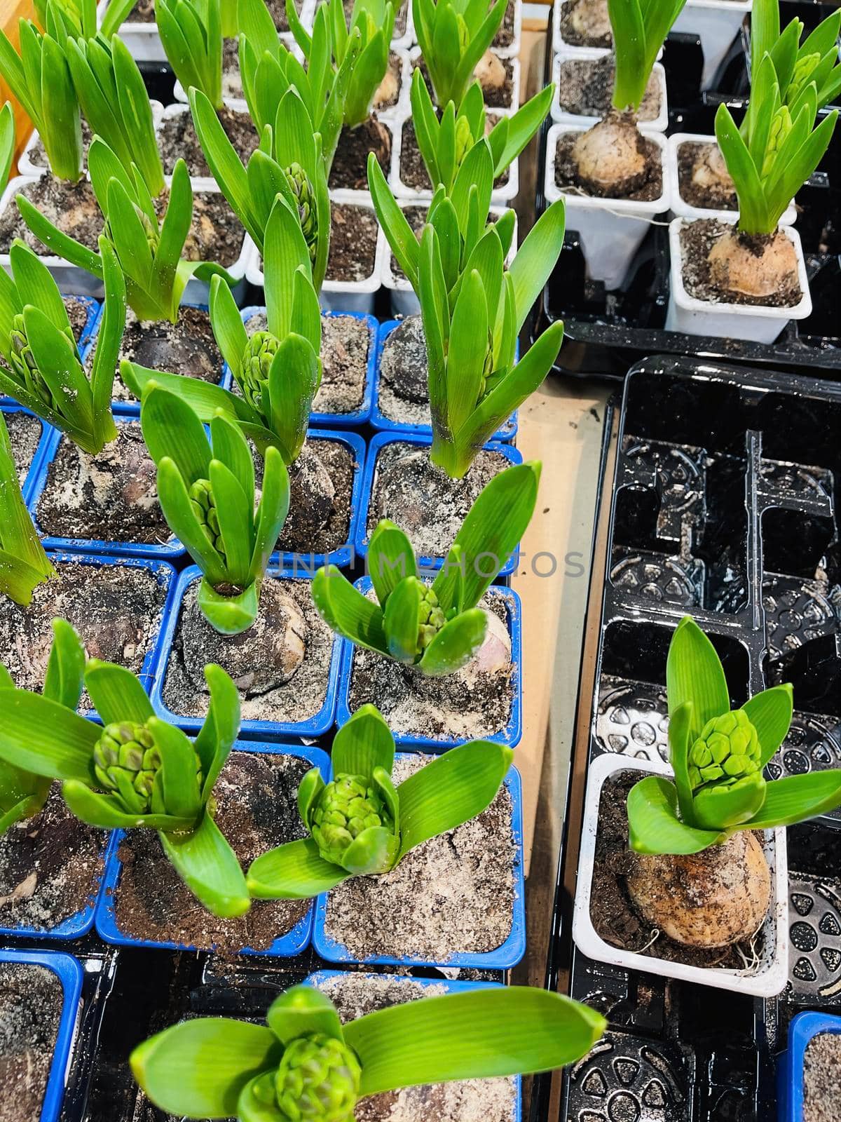 Close up of seedlings in small containers. Hyacinth saplings in plastic trays. Concept of gardening. by epidemiks