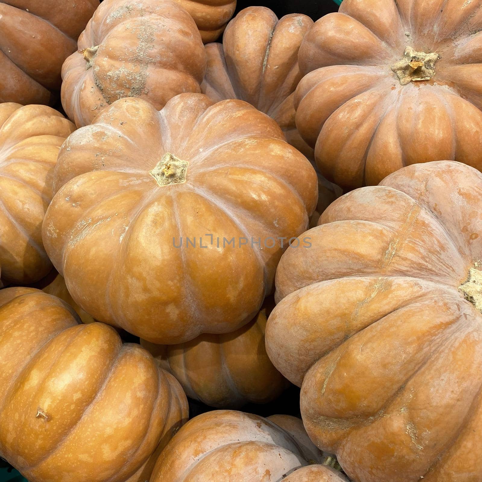 Close-up of pumpkins at the bazaar. Background. Texture