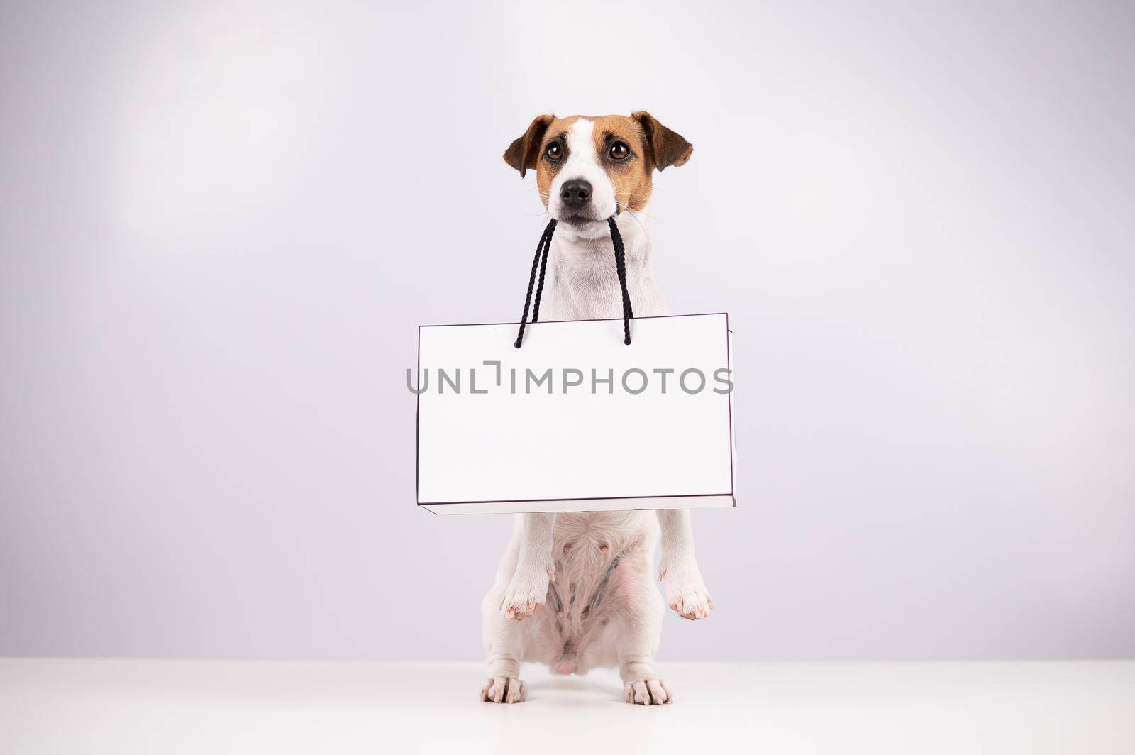 Jack russell terrier dog holding a paper bag on a white background. Shopping. by mrwed54