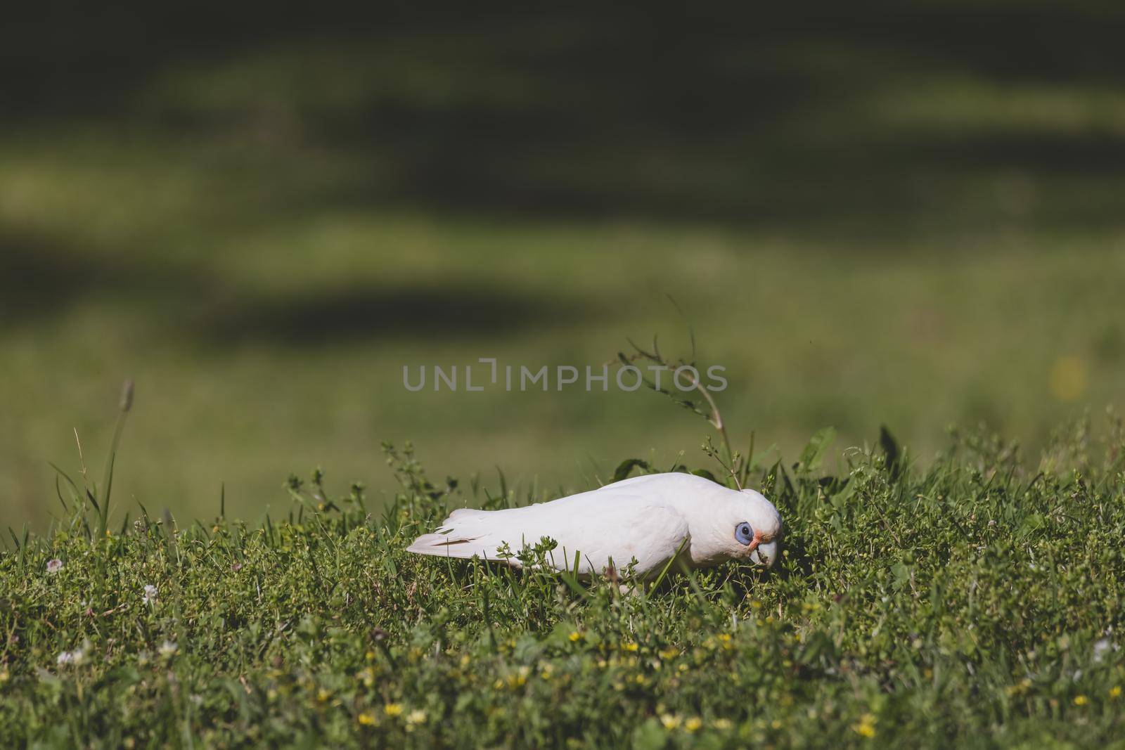 White Corella grazing on green grass by braydenstanfordphoto