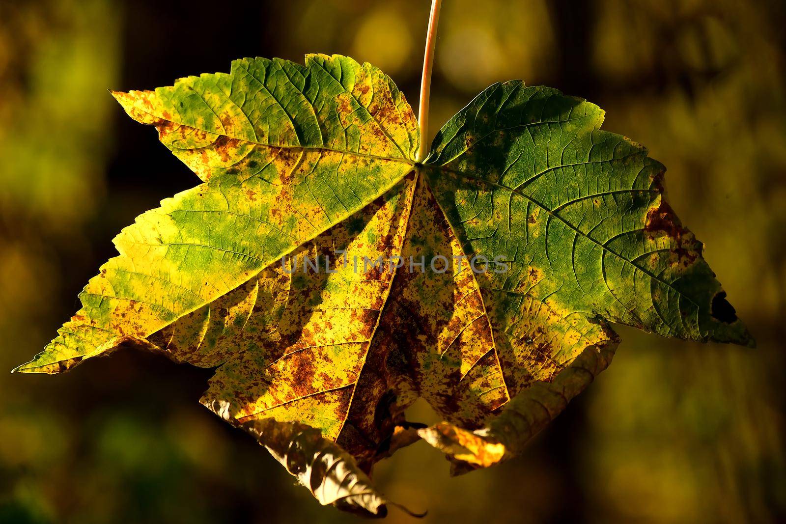 autumnal colored maple leaf in backlit on a tree by Jochen