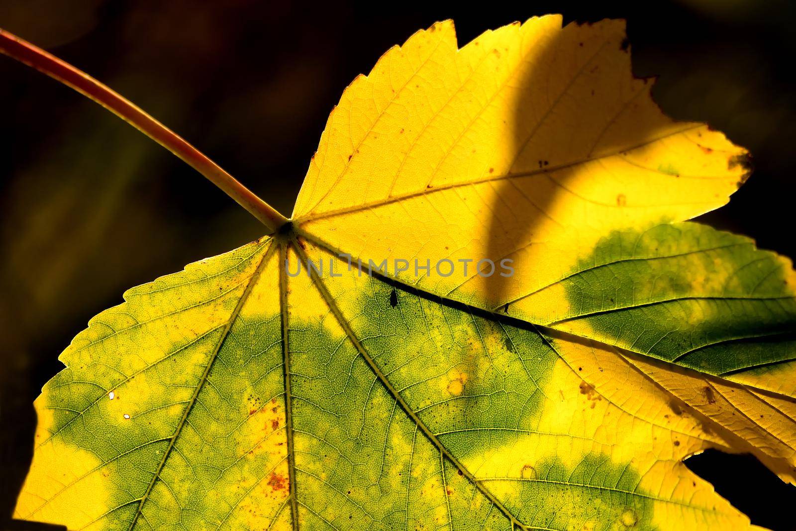 autumnal colored maple leaf in backlit on a tree by Jochen