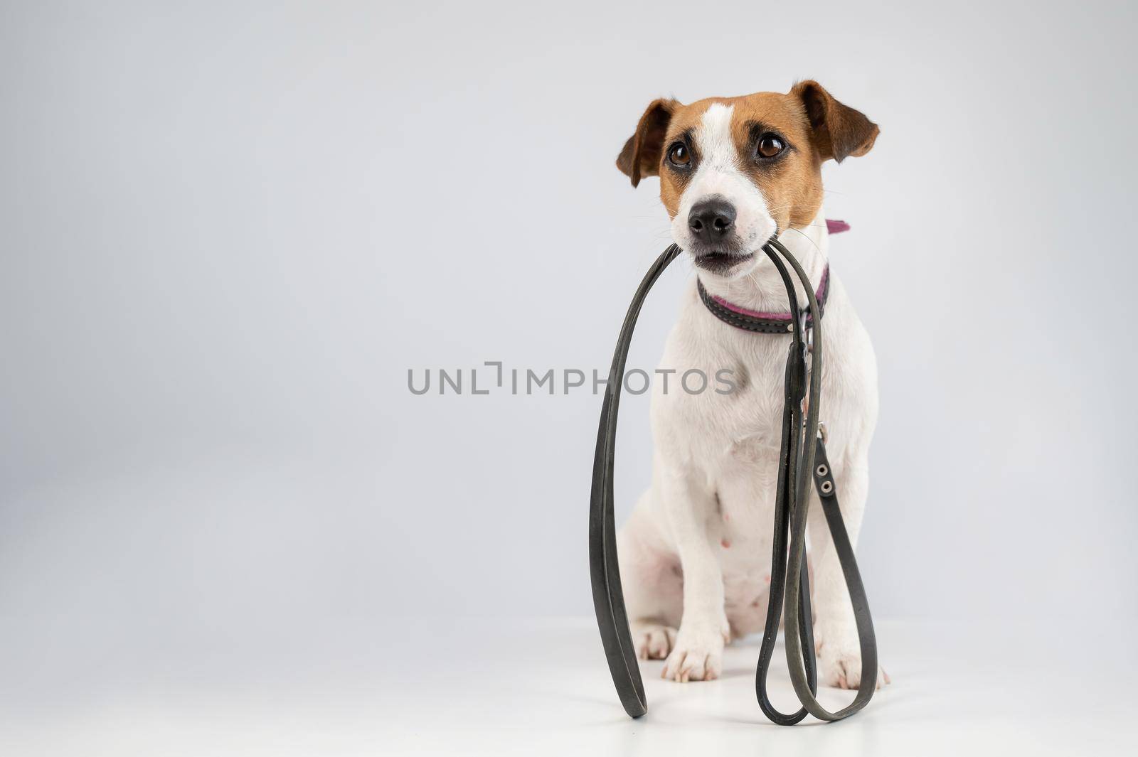 Jack russell terrier dog holding a leash on a white background