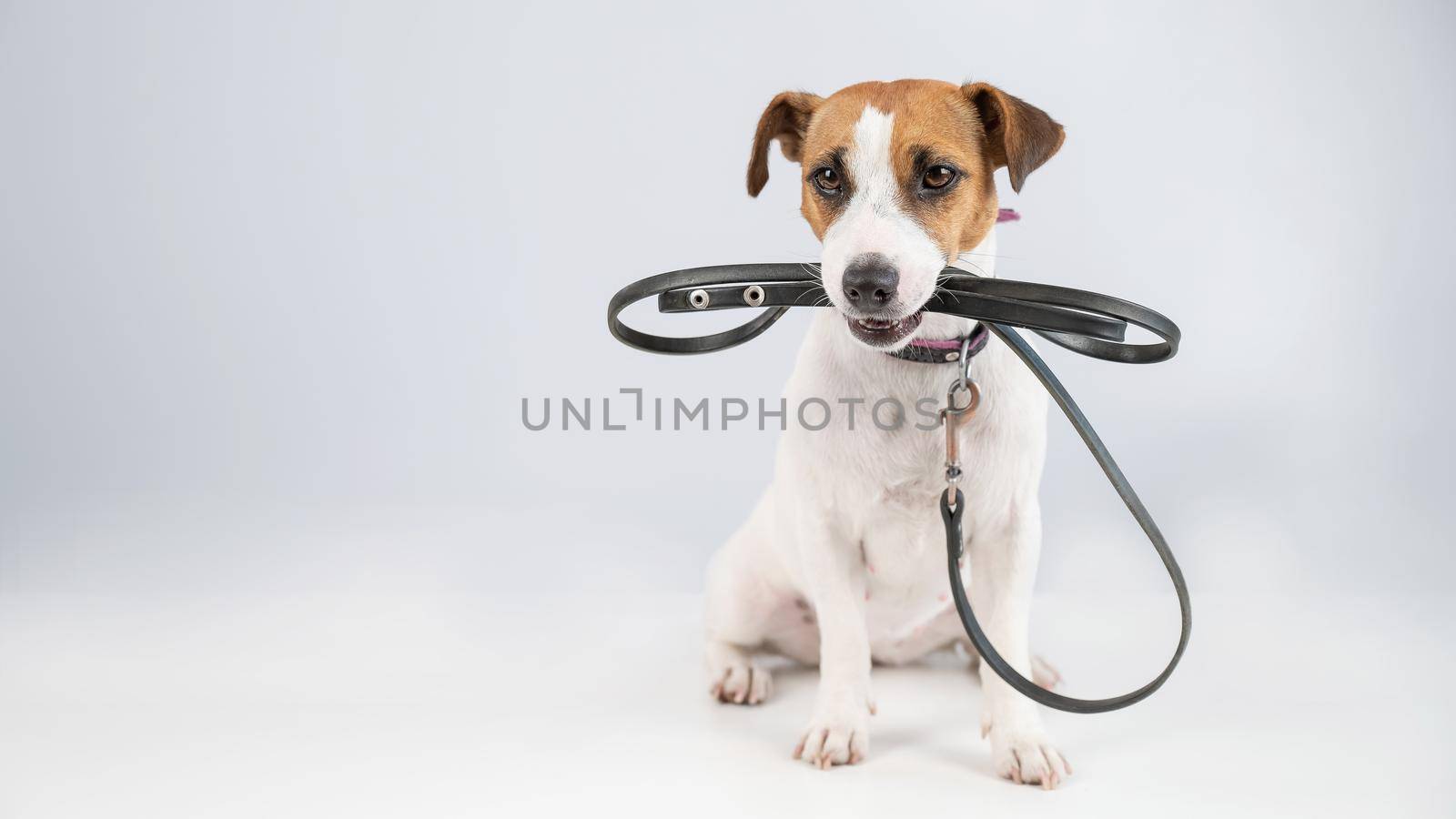 Jack russell terrier dog holding a leash on a white background. by mrwed54