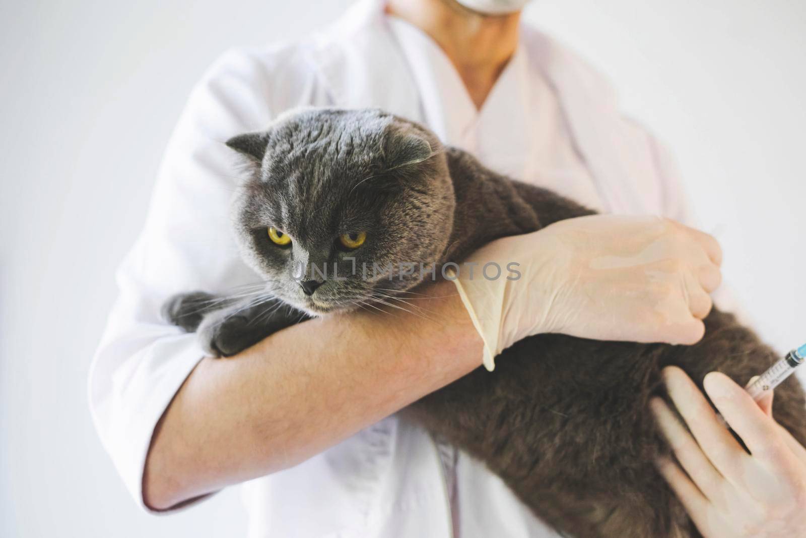 A beautiful grey cat in the hands of a veterinarian. Scottish fold cat at a reception in a veterinary clinic. A veterinarian examines a gray cat.