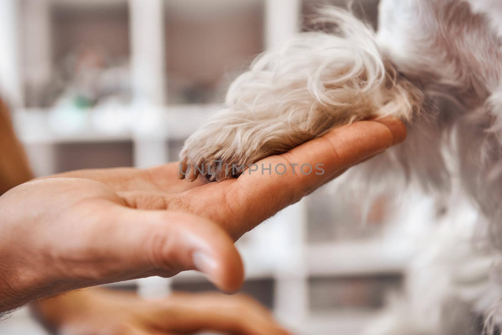 Nice to meet you, buddy Close up of vet hand holding dog's paw at veterinary clinic. Pet care concept by friendsstock