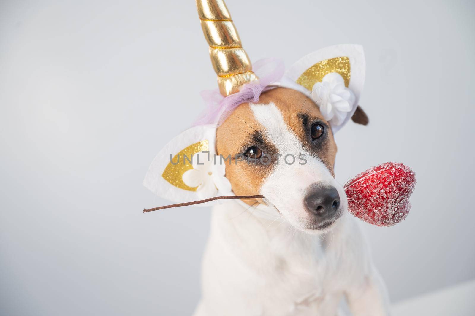 Cute jack russell terrier dog in a unicorn headband holding a heart on a white background. by mrwed54