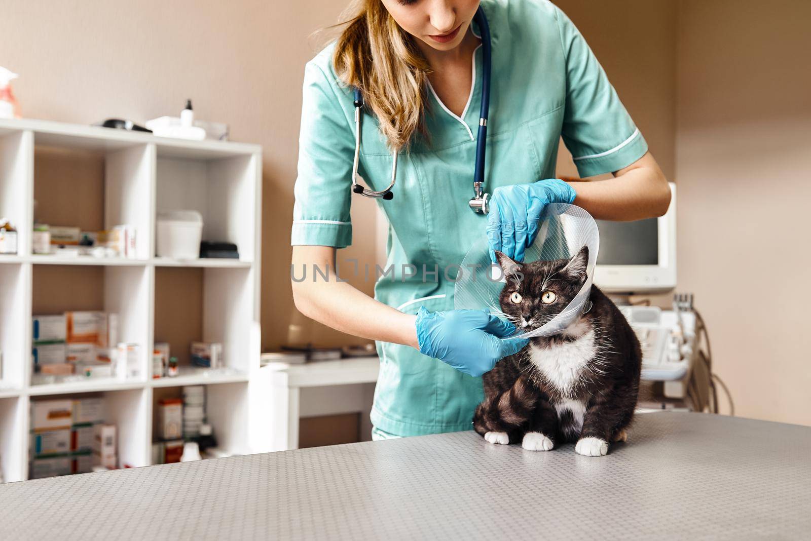 Working process. Female veterinarian in work uniform putting on a protective plastic collar to a large black cat lying on the table in veterinary clinic. Pet care concept. Medicine concept. Animal hospital