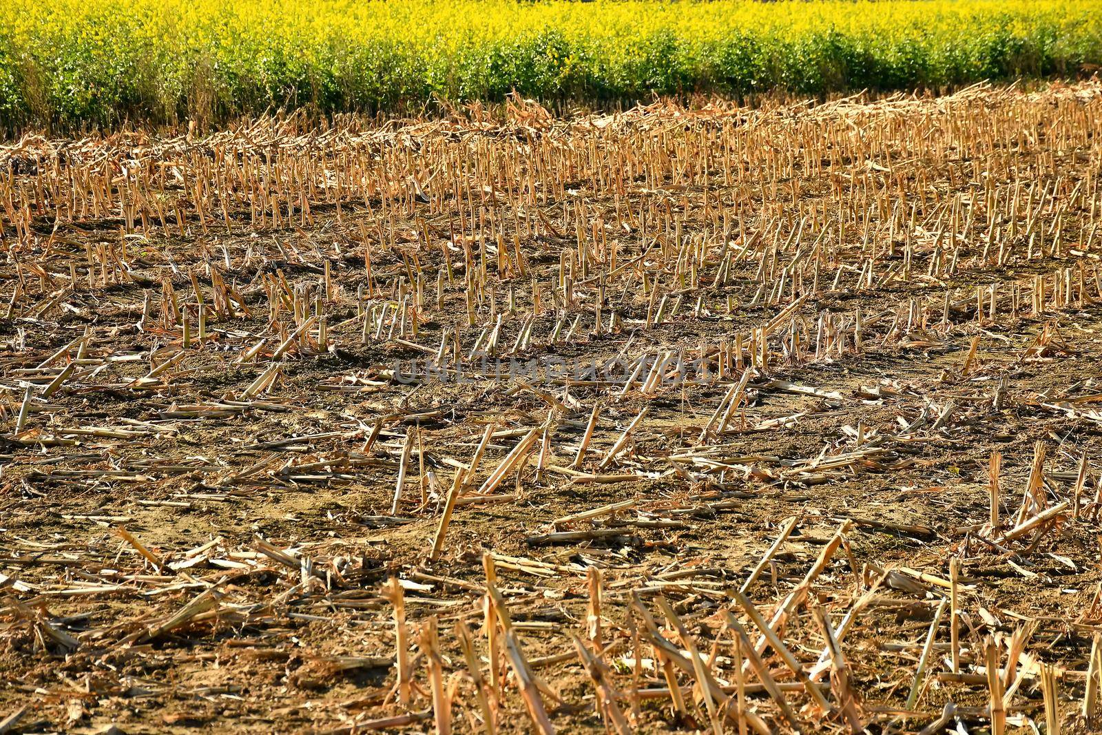 stubble field with mustard cultivation in the background