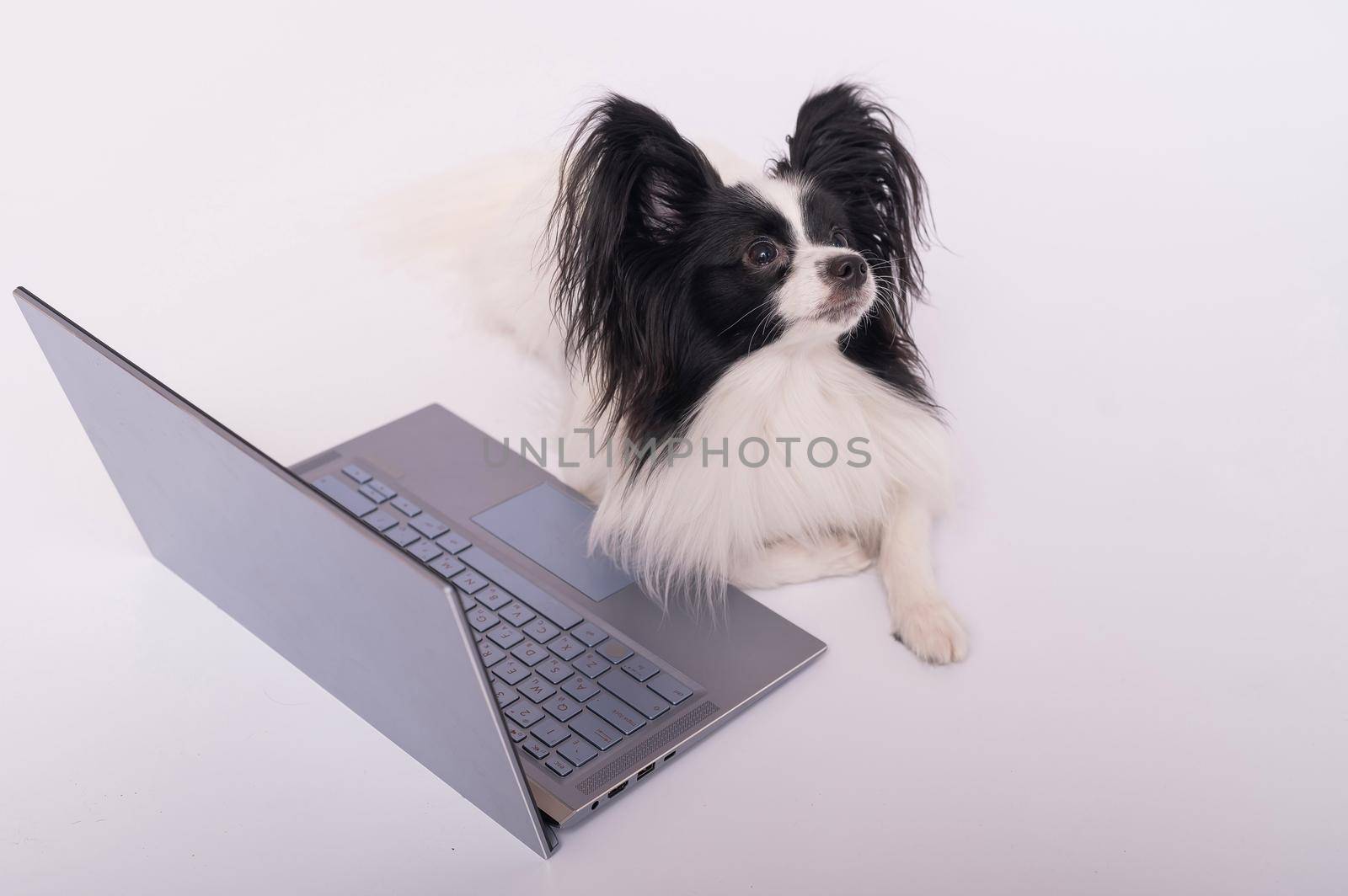 Smart dog papillon breed works at a laptop on a white background. Continental Spaniel uses a wireless computer. by mrwed54