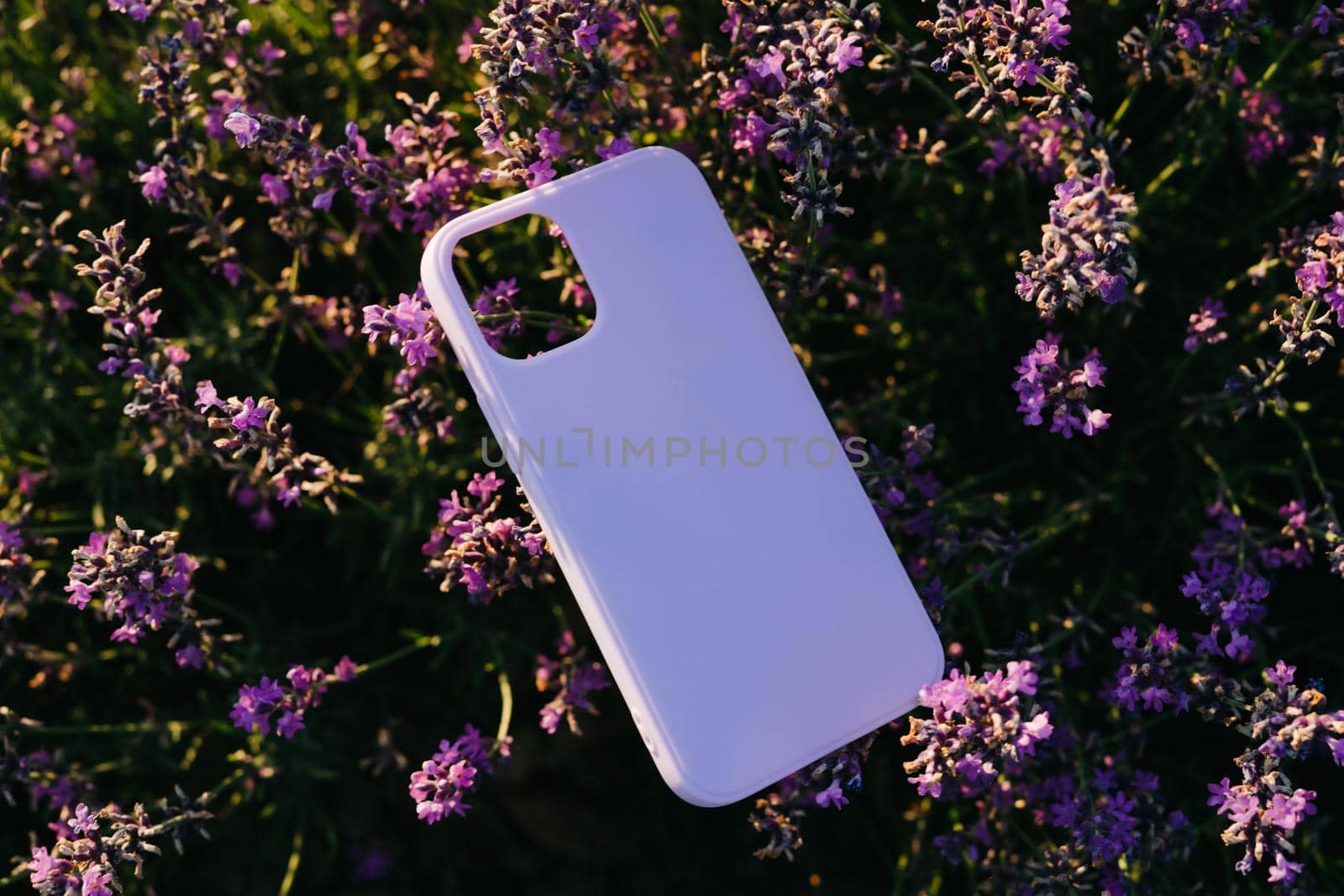 Silicone check for a smartphone lies on a lavender bush. Natural background. Lavender cultural field. Protective phone case lilac color.