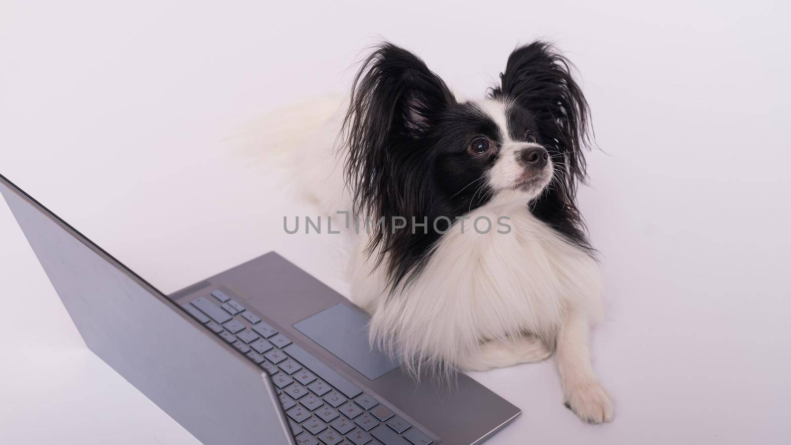 Smart dog papillon breed works at a laptop on a white background. Continental Spaniel uses a wireless computer