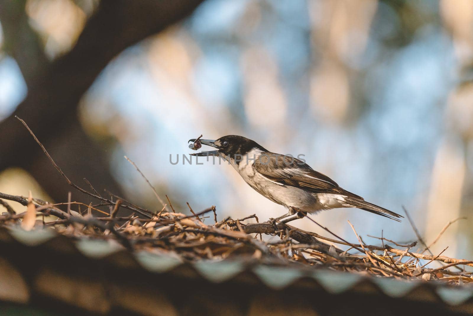 Grey Butcherbird eating a lizard by braydenstanfordphoto