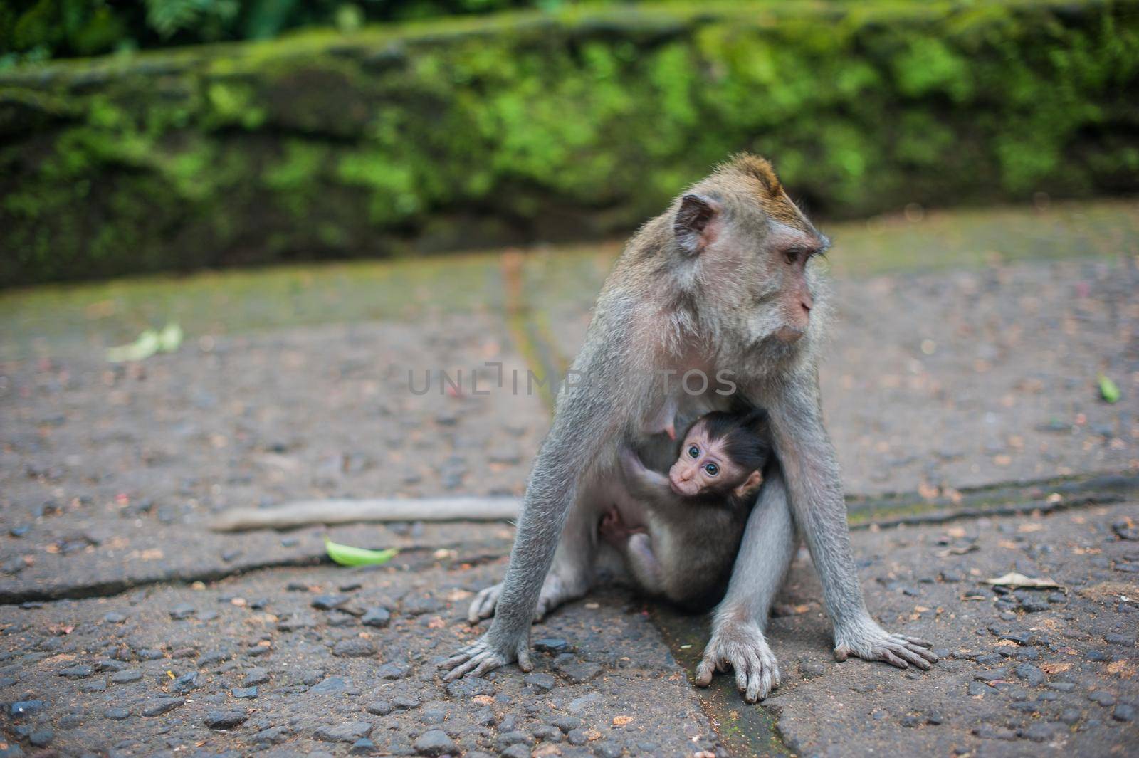 Monkeys in the monkey forest, Bali, Indonesia