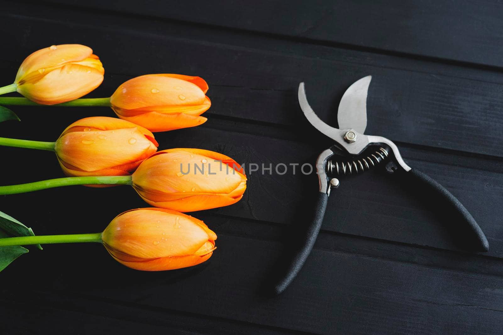 Freshly cut orange tulips. Garden tool. Secateur with black rubberized handles.