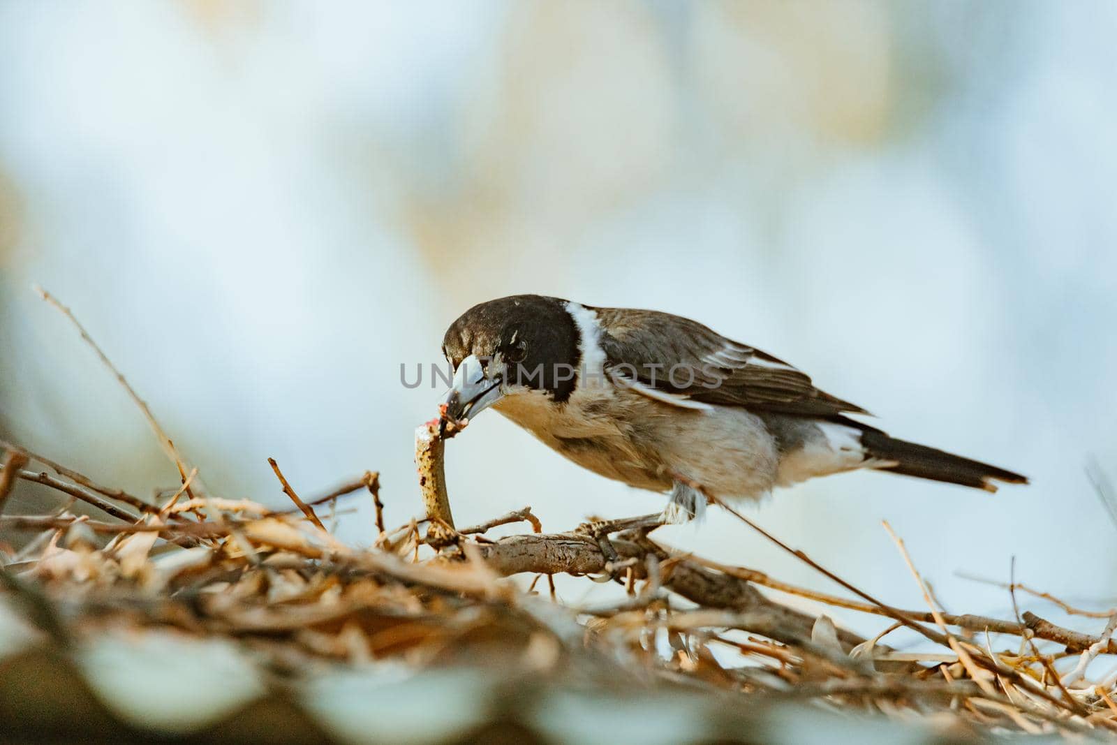 Grey Butcherbird eating a lizard by braydenstanfordphoto