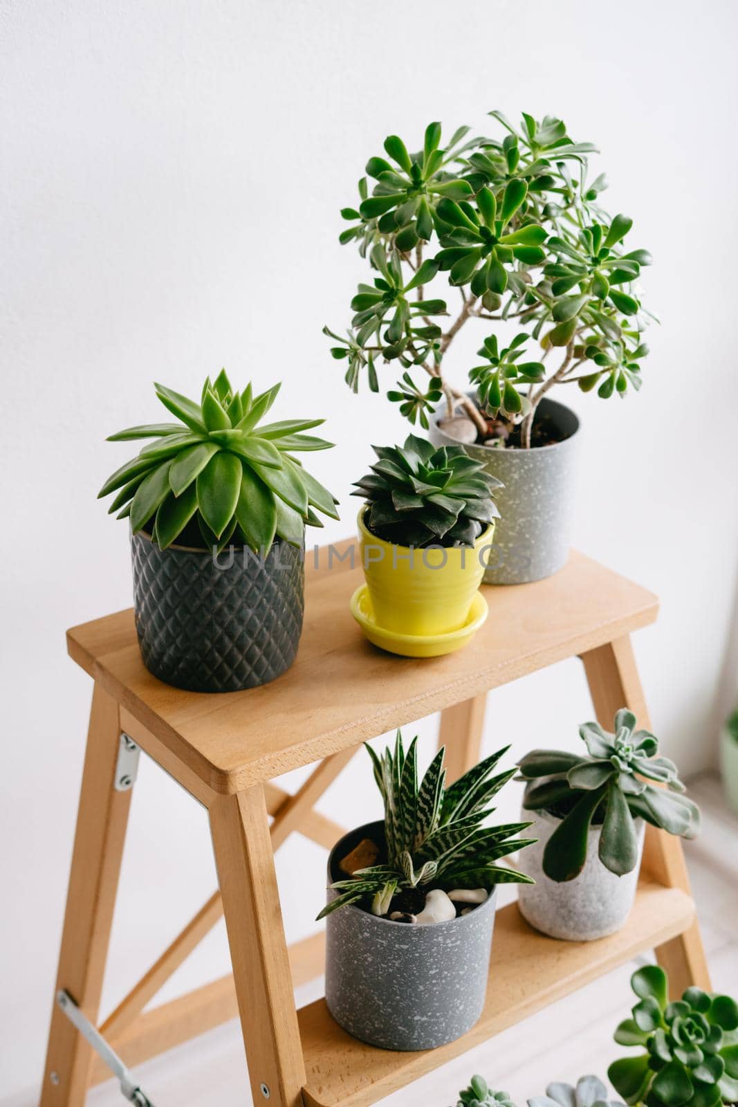 Many indoor plants in white, gray and yellow pots. Succulents on a wooden shelf. Indoor plants. Beautiful succulents.