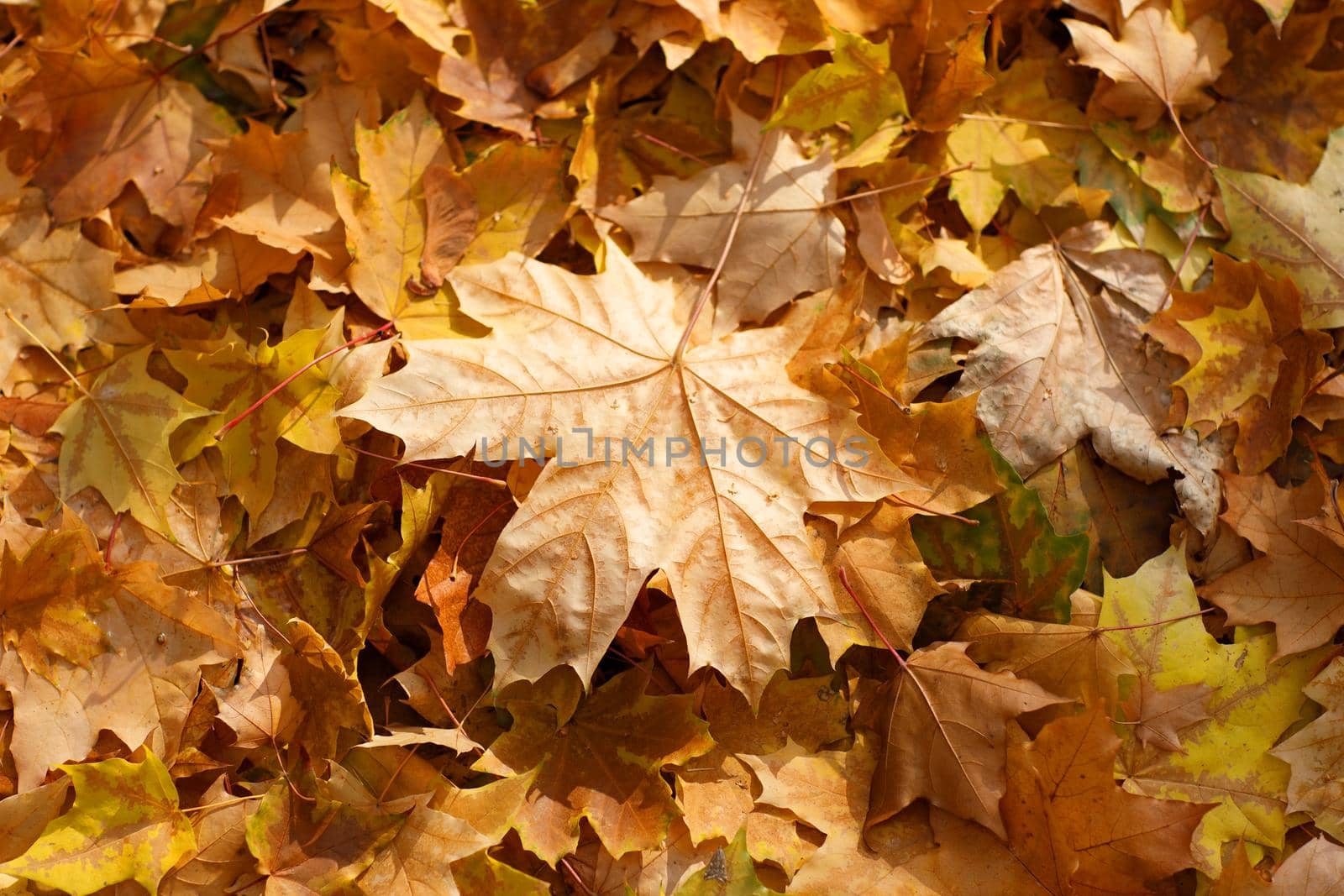 Fall season maple leaves on ground. Colorful autumn background