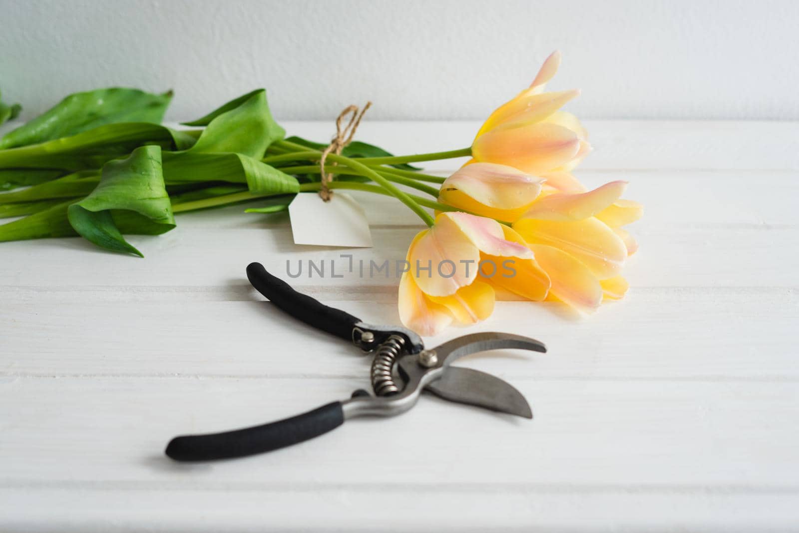 A bouquet of spring flowers is cut by a secateur. A bouquet of delicate tulips and a garden tool. Freshly cut orange tulips.