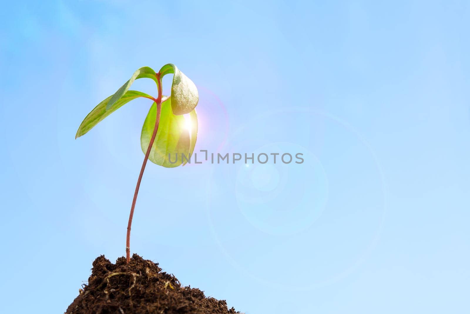 Growth or new life concept. Young green sprout in springtime growing out from soil on blue sky background and sunlight