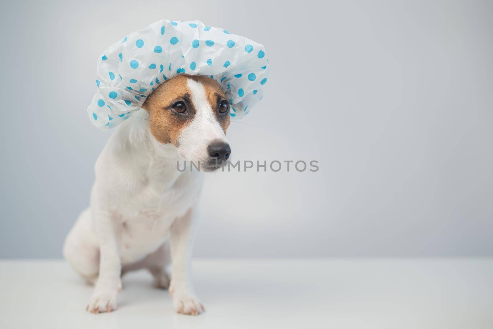 Funny friendly dog jack russell terrier takes a bath with foam in a shower cap on a white background. Copy space by mrwed54