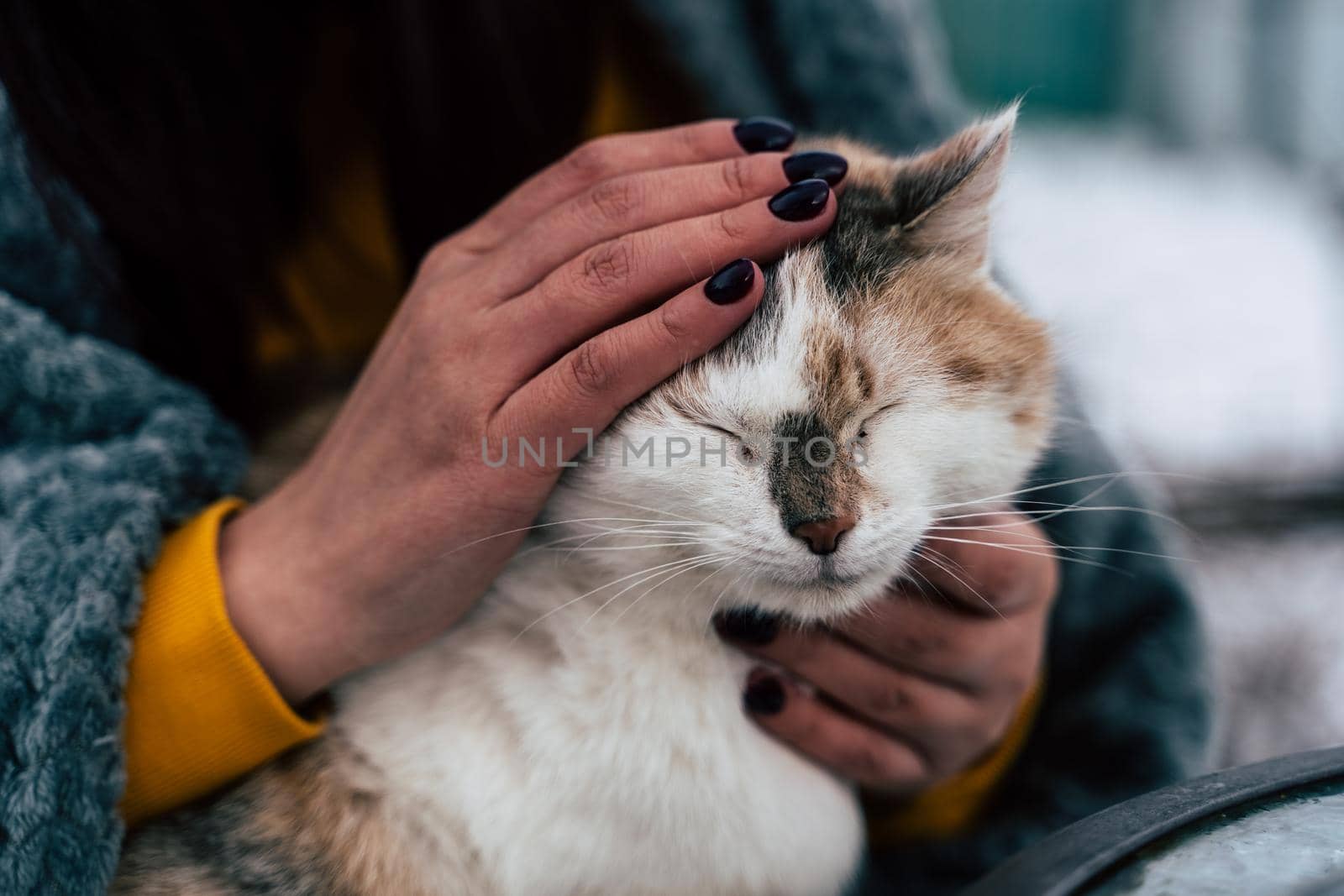 Close up of domestic cat in hands of unrecognizable woman. Unknown female strokes cute pussycat. by epidemiks