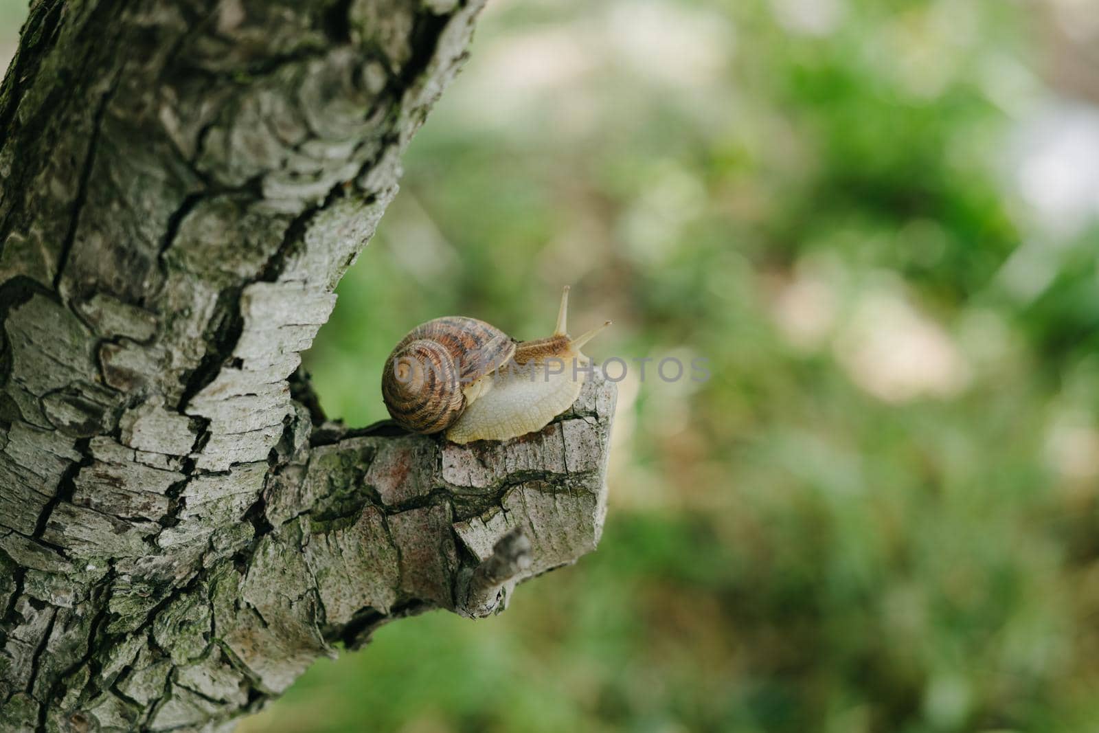 The bark of a tree and a snail on a sawn-off branch. The snail is sitting on a tree. Snail after rain.