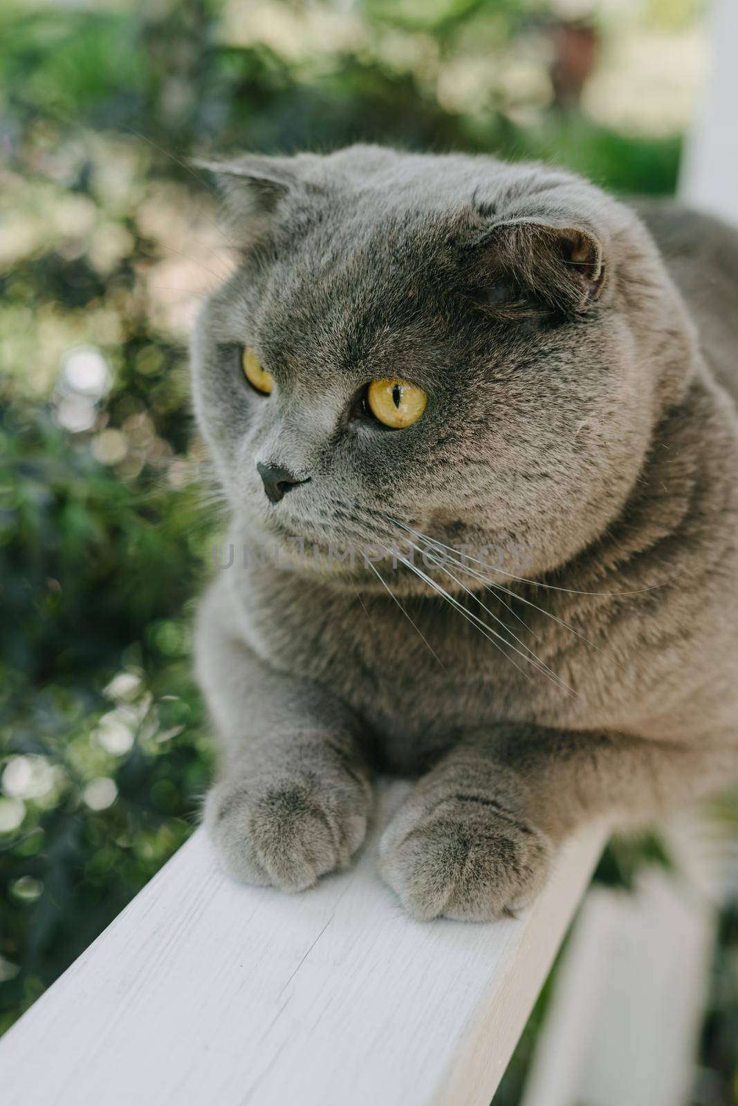 A grey Shotlad cat sits on a fence on the terrace. by Rodnova