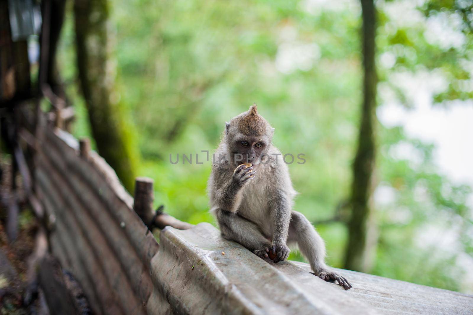 Monkeys in the monkey forest, Bali, Indonesia