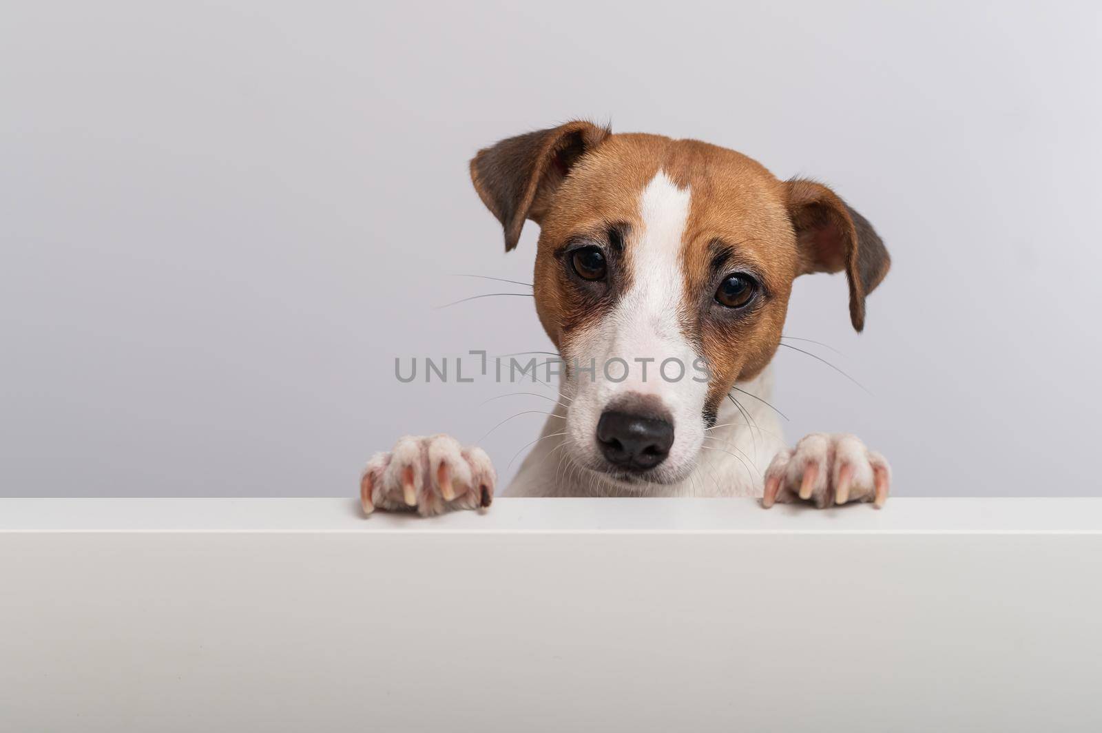 Gorgeous purebred Jack Russell Terrier dog peeking out from behind a banner on a white background. Copy space by mrwed54
