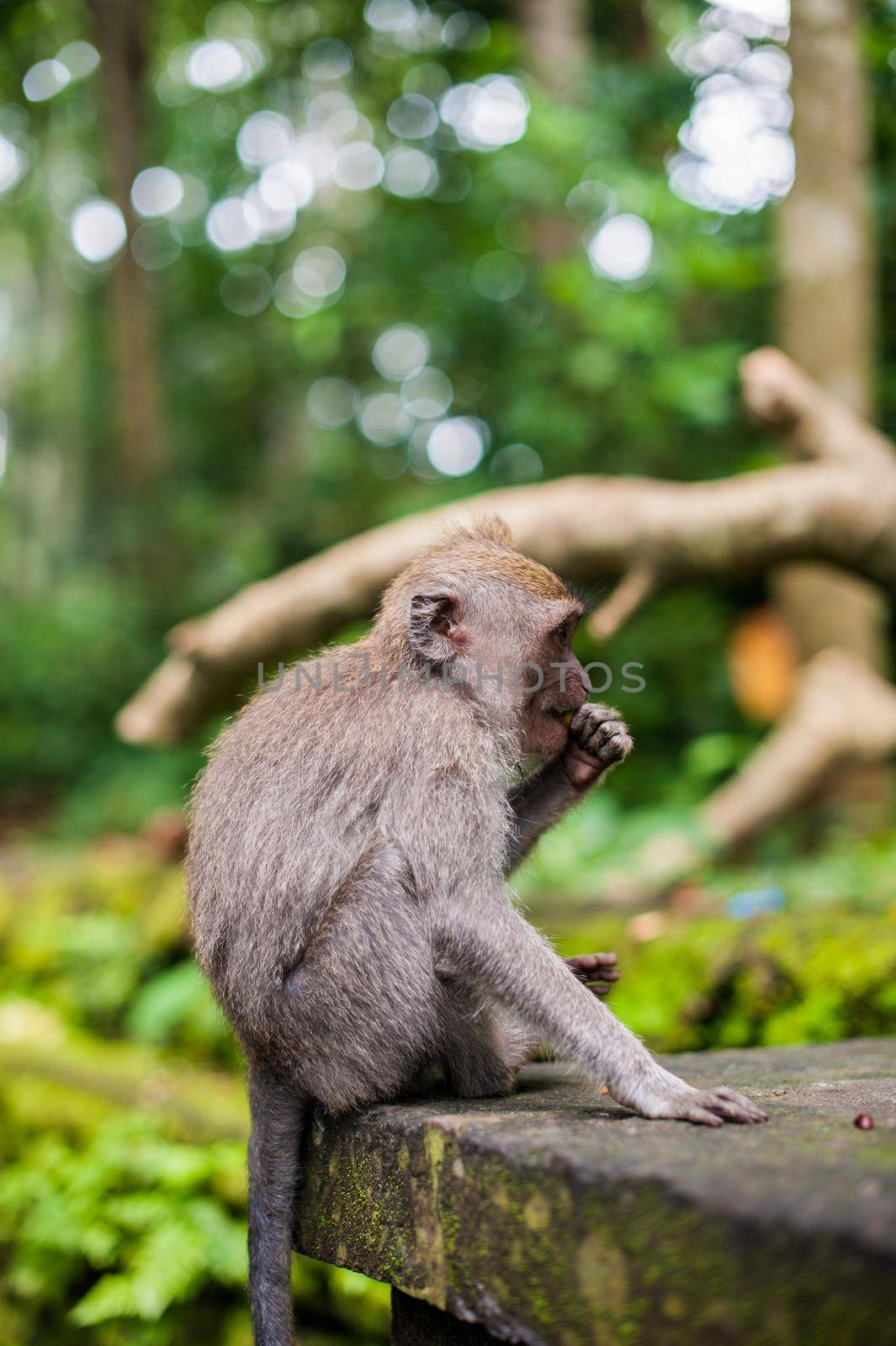 Monkeys in the monkey forest, Bali by galitskaya
