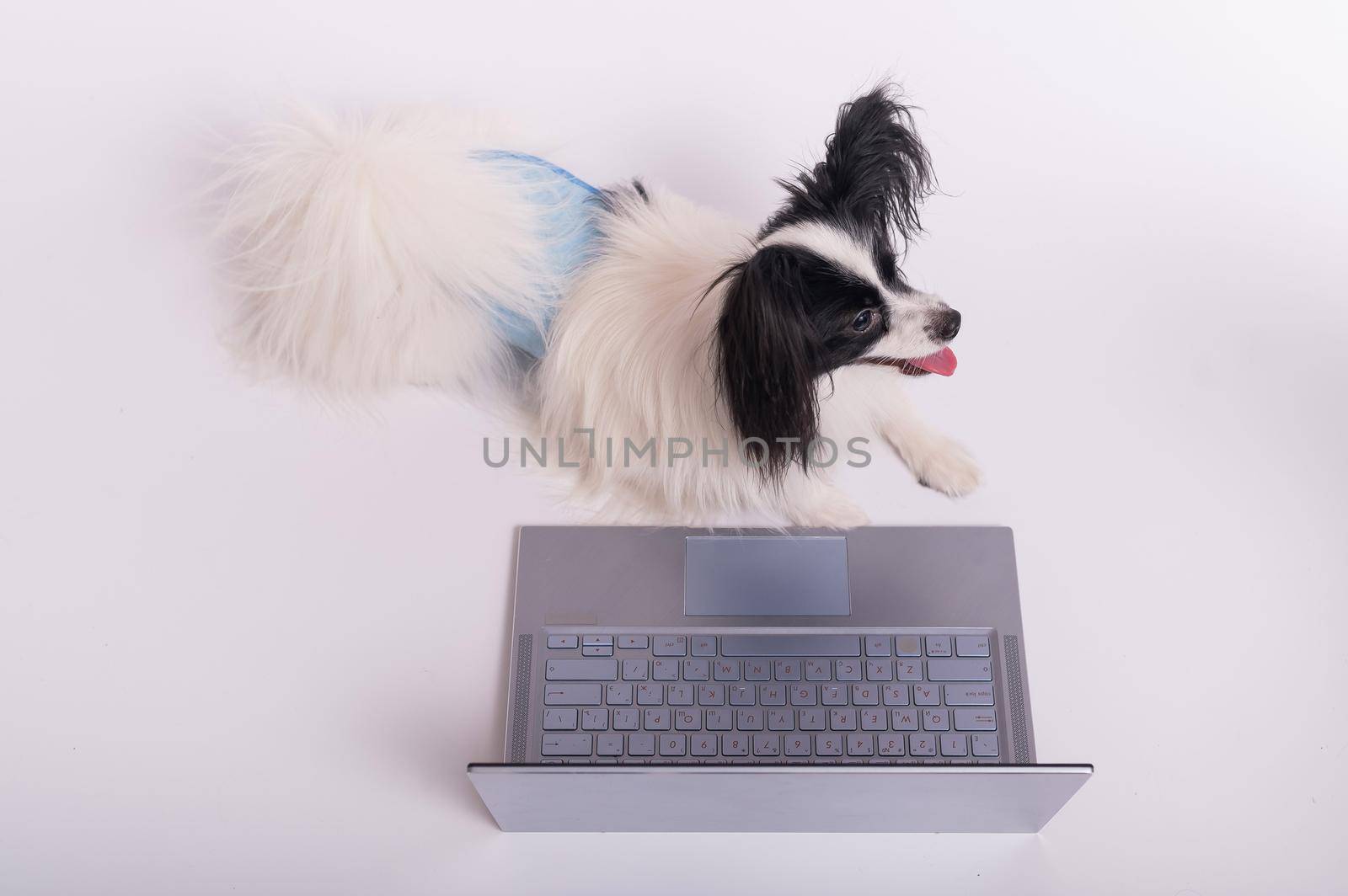 Smart dog papillon breed works at a laptop on a white background. Continental Spaniel in a protective belt for dogs from the territory mark uses a wireless computer