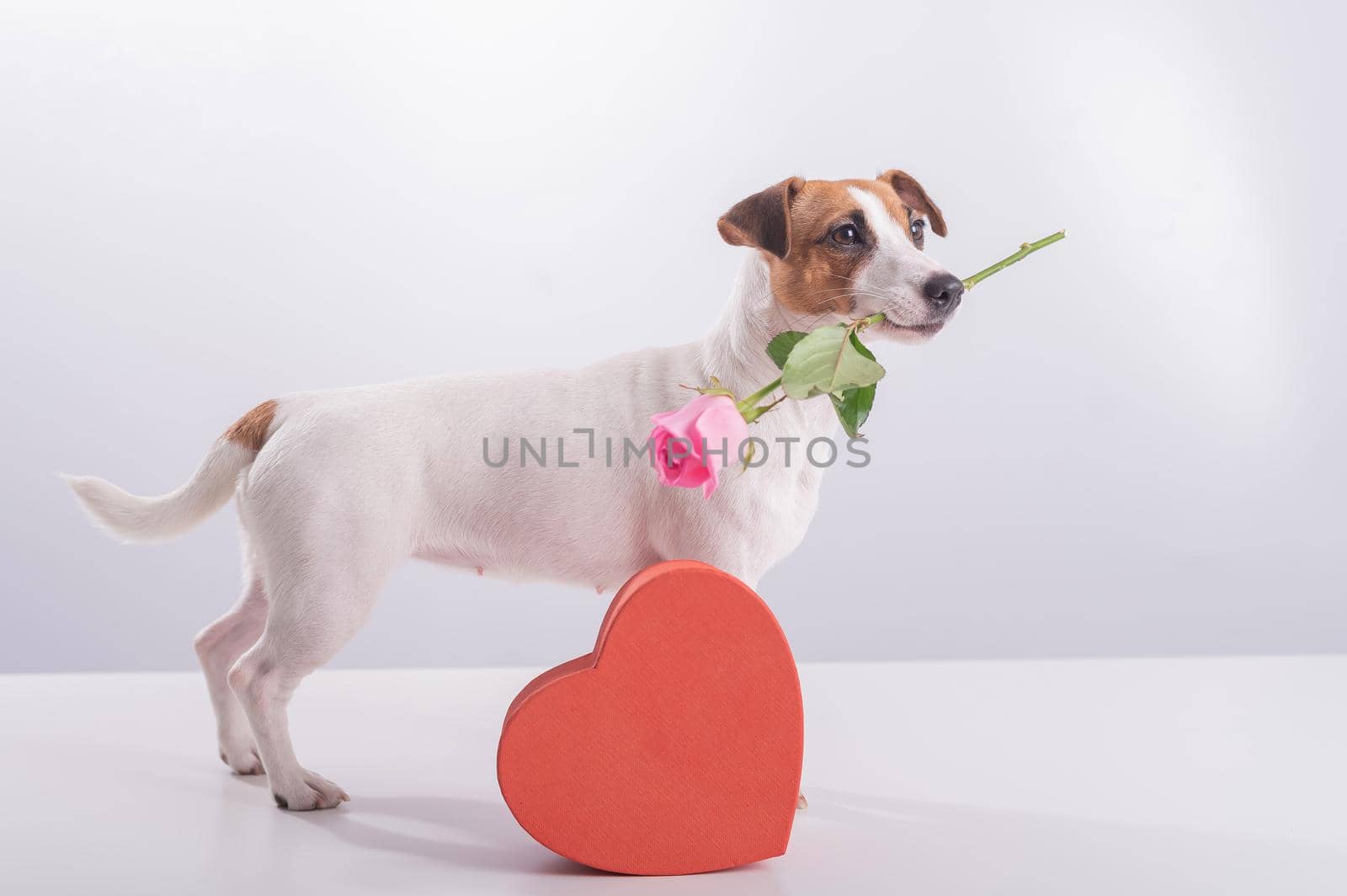 A cute little dog sits next to a heart-shaped box and holds a pink rose in his mouth on a white background. Valentine's day gift.