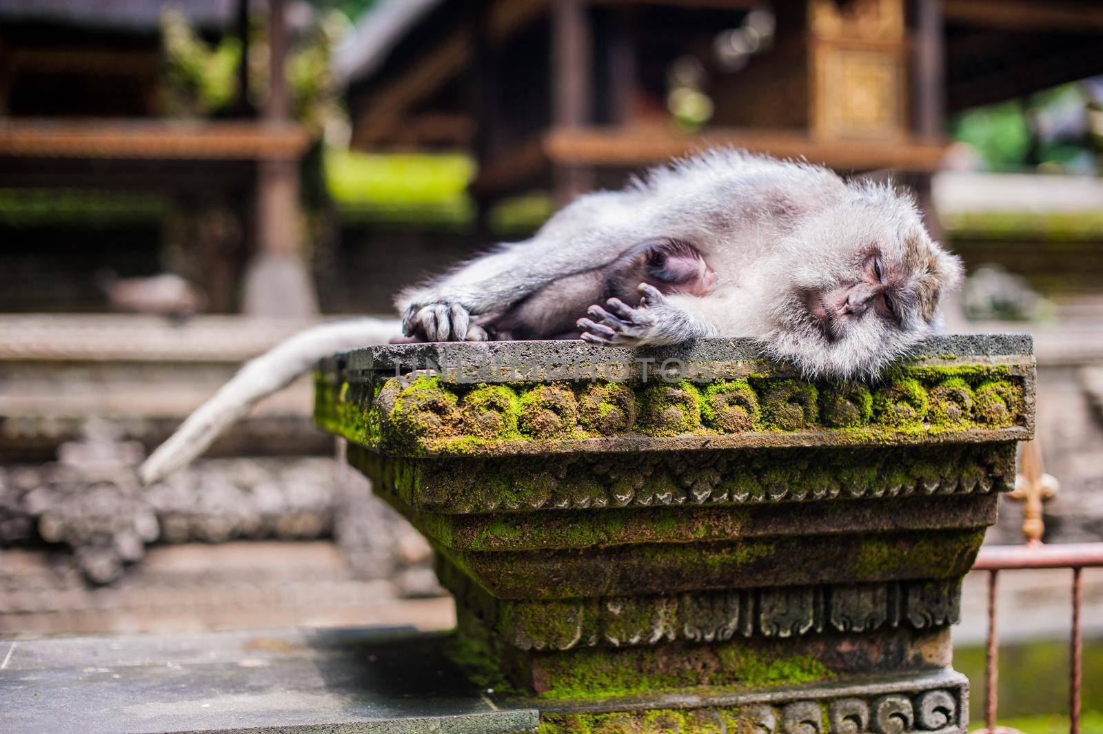 Monkeys in the monkey forest, Bali by galitskaya