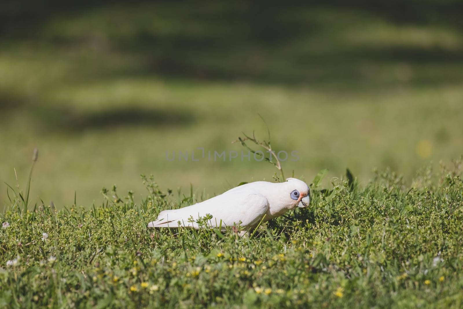 White Corella grazing on green grass by braydenstanfordphoto