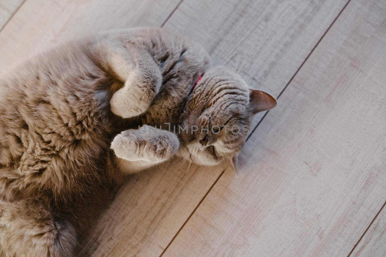 A gray cat lies on a laminate. The cat sits on his back on the floor. Thoroughbred scottish straight-eared cat.