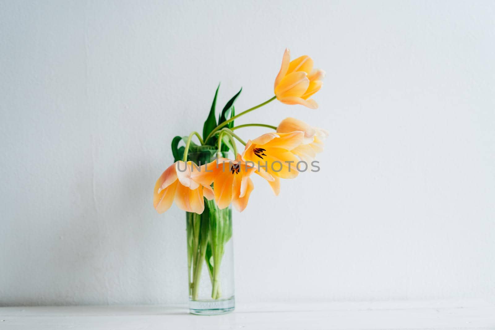 A bouquet of orange tulips in a vase on a white wooden table. Happy Mother's Day. March 8. Holiday card.