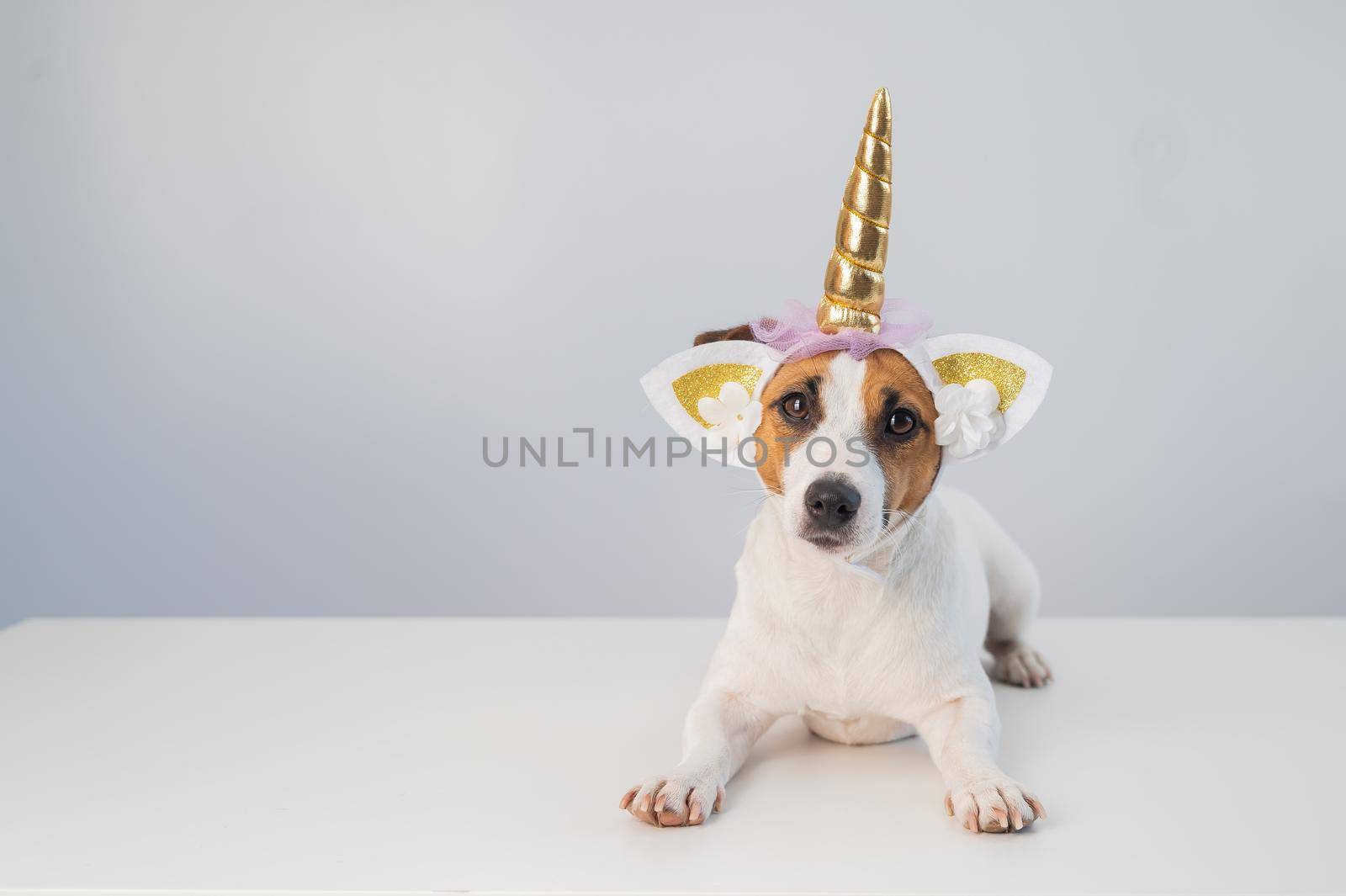 Cute jack russell terrier dog in unicorn headband on white background. Copy space by mrwed54